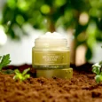 Mugwort Creamss